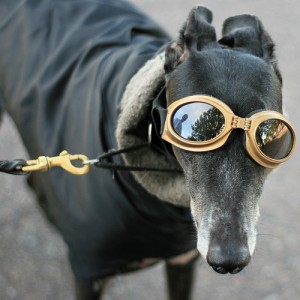elderly greyhound elderly greyhound