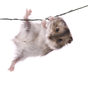 bigstockphoto_Little_Dwarf_Hamster_4482943