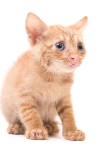 bigstockphoto_Afraid_Kitten_3558553