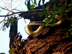 infinity snake