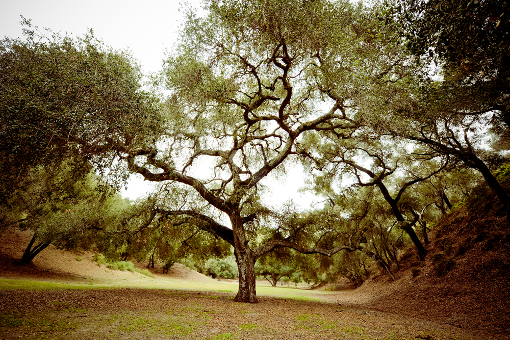 old_tree
