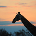 Giraffe at sunset by Denise Mullins