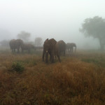 elephants in the mist_by Laura Hall