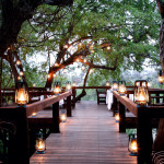 tree15