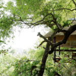 tree23
