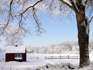 snowy scene of shed, wooden fence, and tree