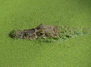 Hidden Alligator