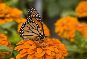 monarch butterfly resting on bright orange flower