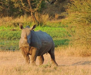 rhino in field on safari