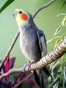 parrot sitting on tree branch in front of green wall