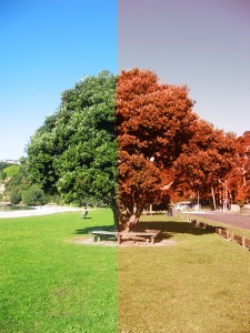 tree split down the middle into two sides depicting summer and autumn