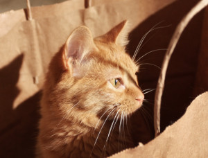 orange cat poking head out of brown paper bag