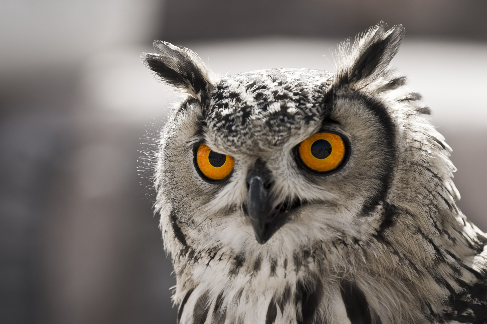 gray owl with bright orange eyes staring into camera