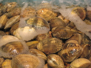 Clams in a tank