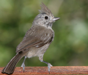 Oak Titmouse standing on a branch