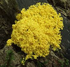 bright yellow slimemold