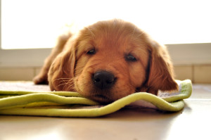 puppy asleep on green blanket facing the camera
