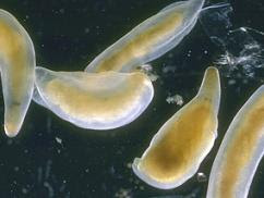 five roundish flatworms