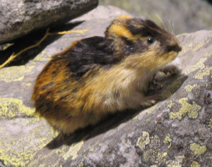 lemming sitting on a rock