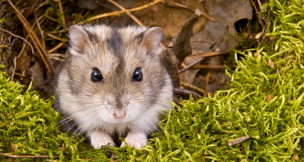 hamster in grass staring into camera