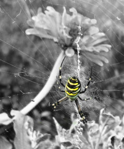 yellow striped spider in black and white image of spiderweb in front of flower