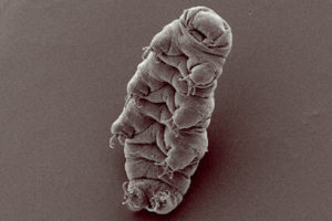 close up image of tardigrade