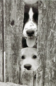 black and white image of two dogs poking their heads through gap in a wooden fence