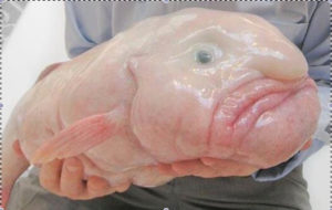 close-up of blobfish held in someone's hands