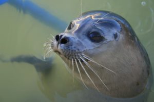 baby sea lion poking head out of water