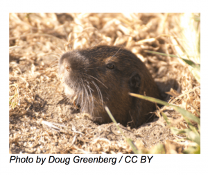 gopher sticking head out of the ground with text that says Photo by Doug Greenberg / CC BY