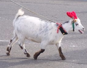 goat wearing red antler headband walking on a leash