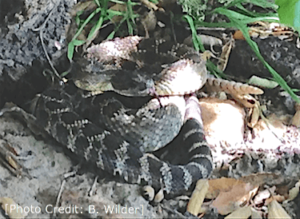 rattlesnake in nature