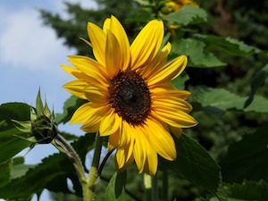 close up of bright yellow sunflower