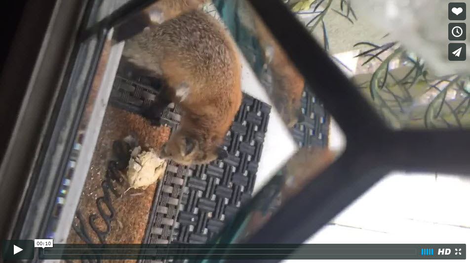 paused Vimeo video of a fox on someone's doorstep