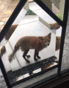 fox on someone's door step viewed through front door window
