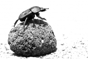 black and white image of beetle on top of a small rock