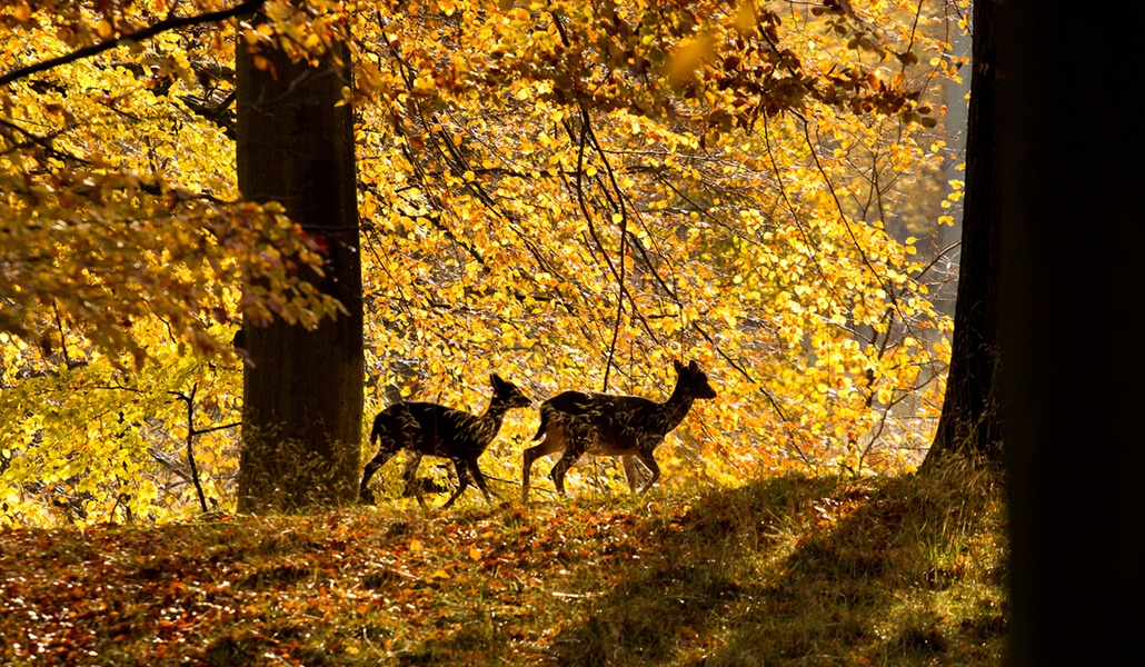 two deer walking through forest of yellow leaves