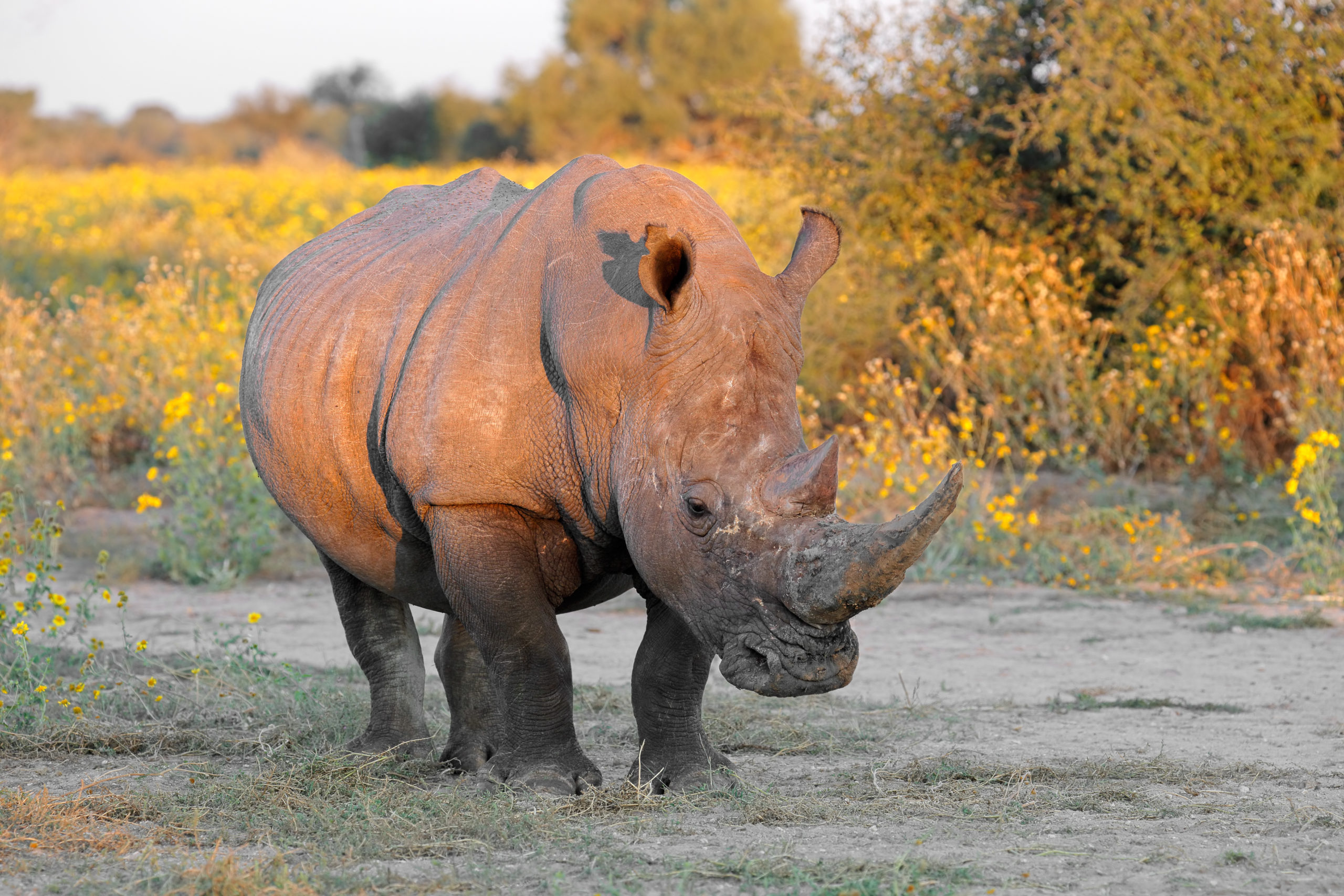 rhino in nature at golden hour