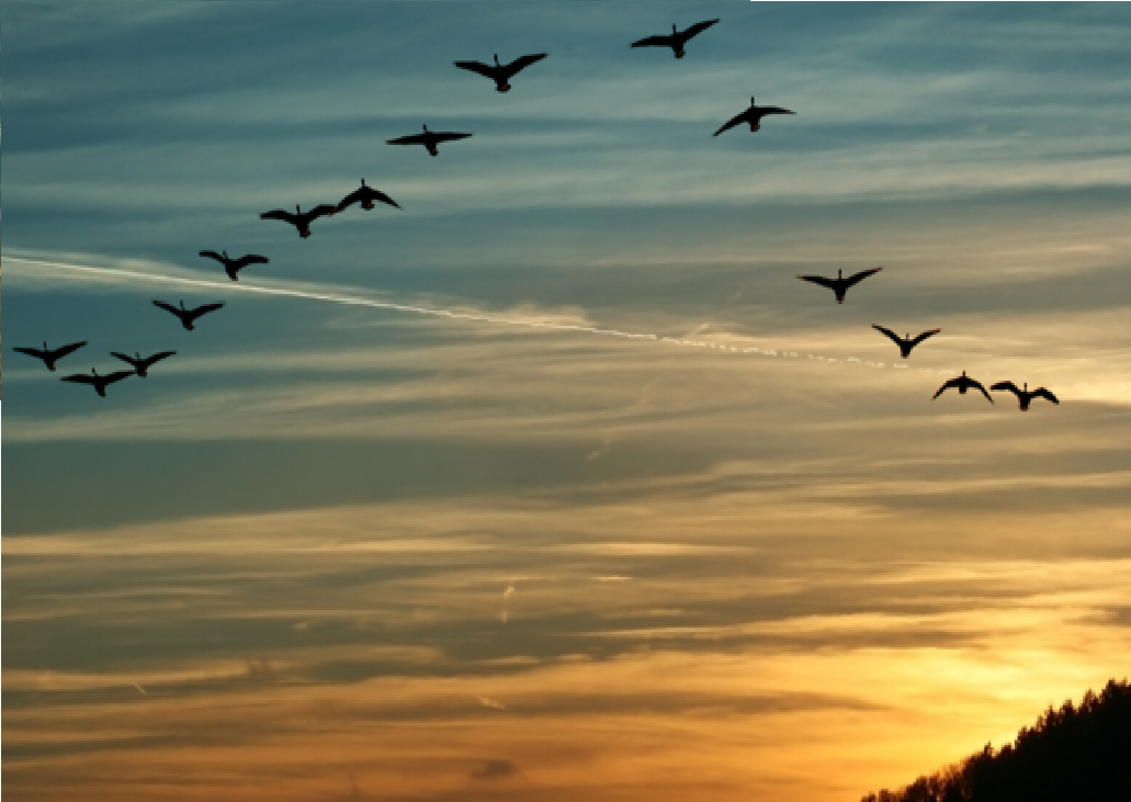 geese flying in a V shape in front of multi-colored sky at sunset