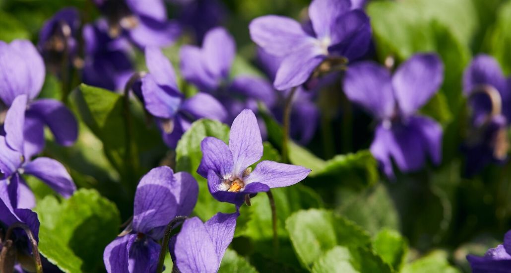 close up of bright purple violets