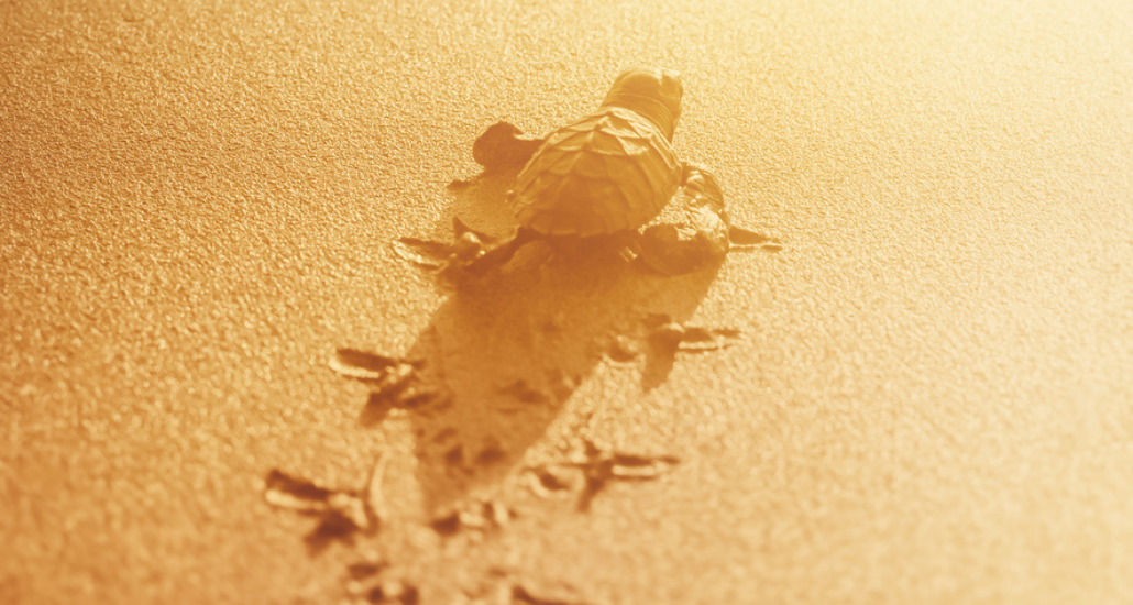 turtle crawling across sand