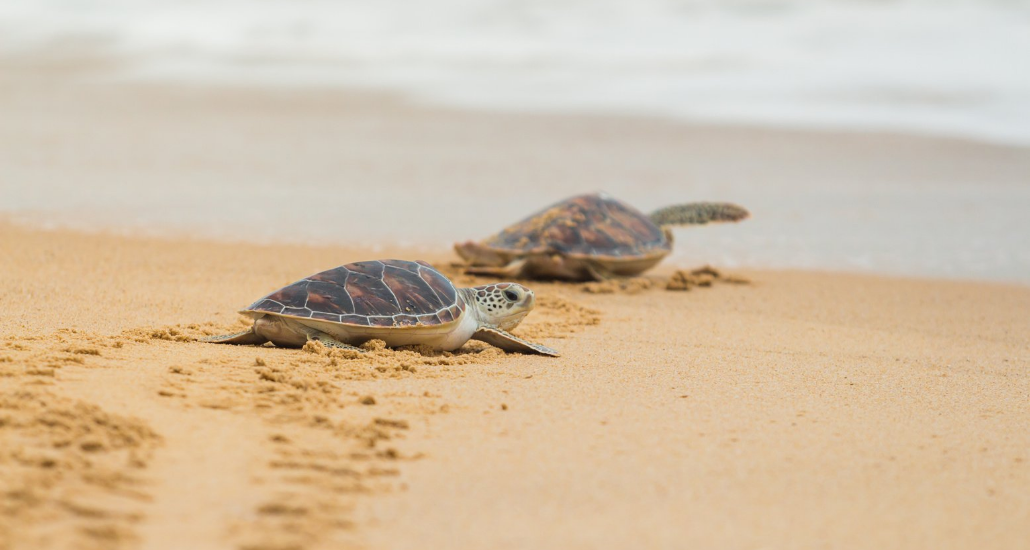 Turtles walking on a beach towards the ocean