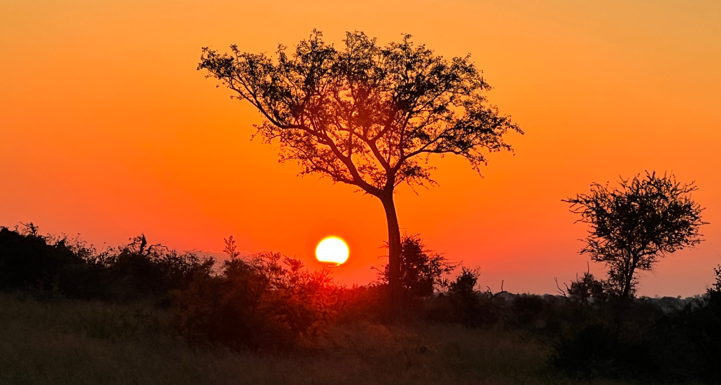orange sky as sun sets behind a small tree