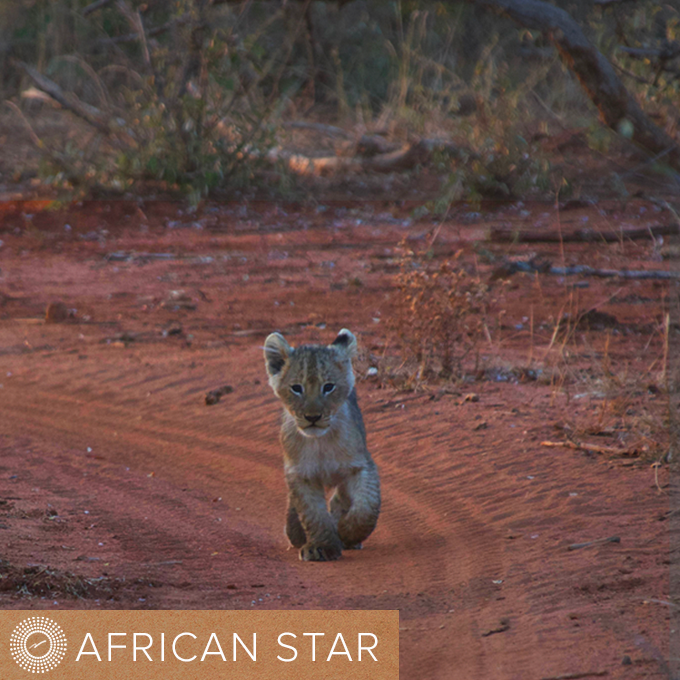 African Star logo on image of baby lion on safari