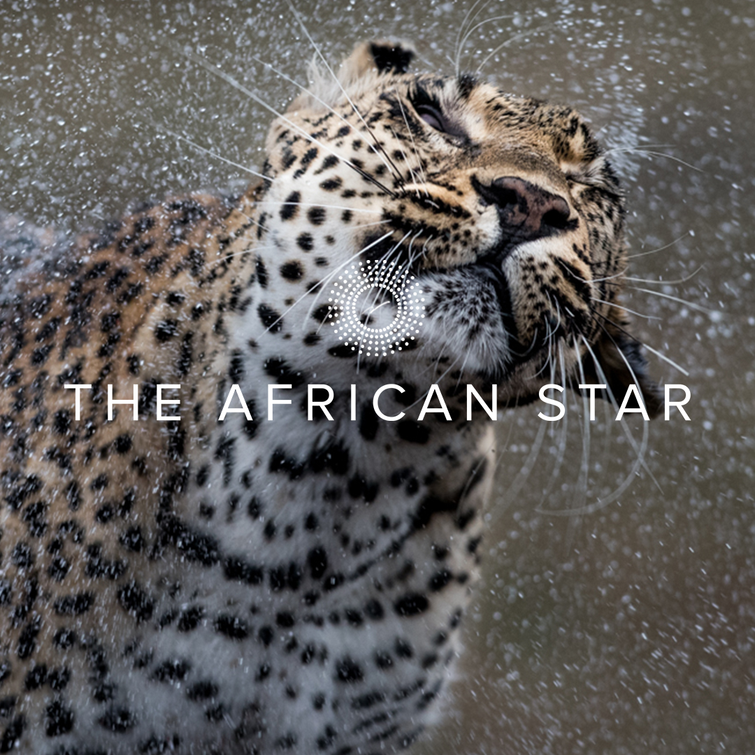 Leopard shaking off water