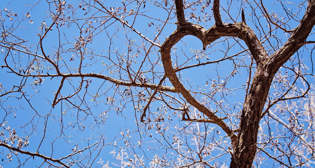 Heart shaped by branches in a tree