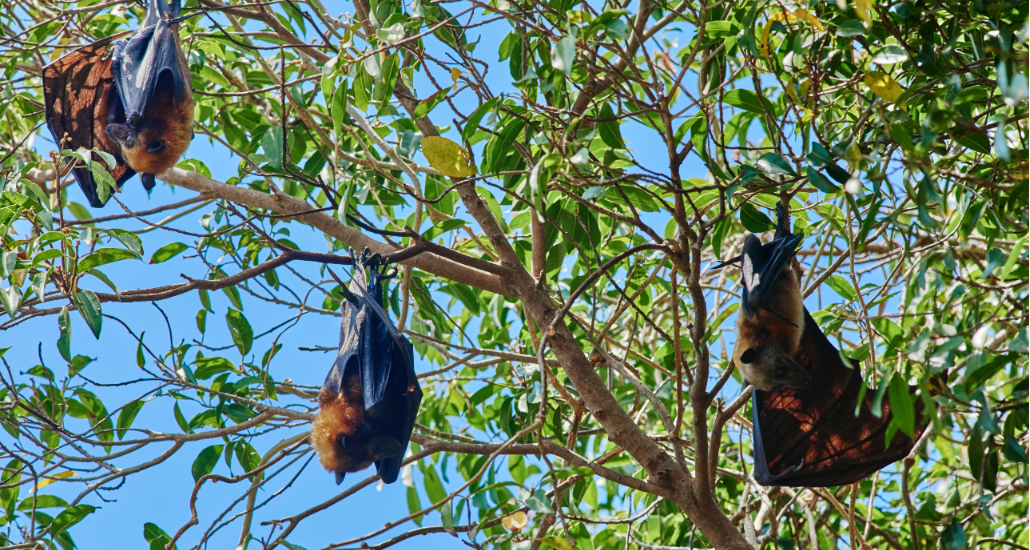 Fruit Bats hanging in trees